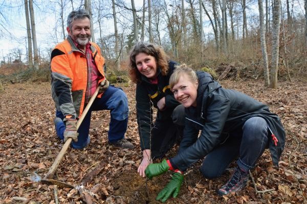 Zwei Frauen und ein Mann knien auf dem Waldboden und pflanzen einen Setzling