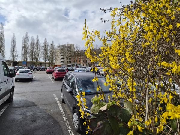 Blick über einen gut gefüllten Parkplatz in der Konstanzer Innenstadt. Im Vordergrund blüht eine gelbe Forsythie. Im Hintergrund sind kahle Pappeln und mehrgeschossige Wohngebäude unter bewölktem Frühlingshimmel zu sehen.