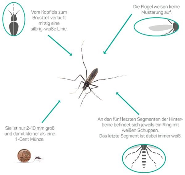 Infografik zur Erkennung der Asiatischen Tigermücke mit vier Beschriftungen: Eine silbrig-weiße Linie verläuft vom Kopf bis zum Brustteil; die Flügel sind einfarbig ohne Musterung; die fünf letzten Segmente der Hinterbeine tragen weiße Ringe, das letzte Segment ist vollständig weiß; die Mücke ist nur 2–10 mm groß und damit kleiner als eine 1-Cent-Münze.