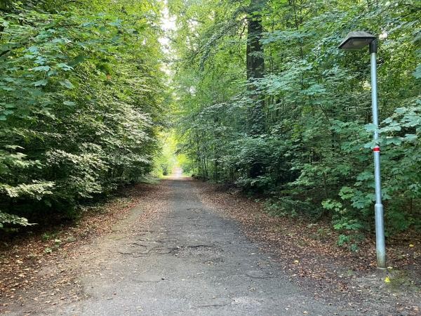 Eine Allee, die durch einen Laubwald führt