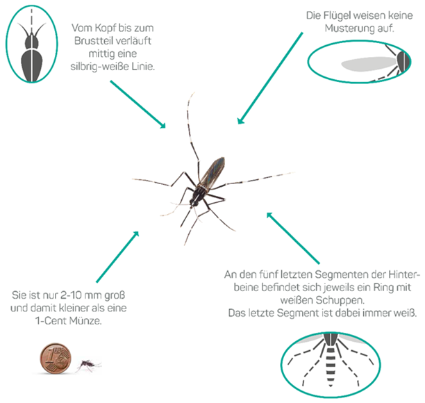 Infografik zur Erkennung der Asiatischen Tigermücke mit vier Beschriftungen: Eine silbrig-weiße Linie verläuft vom Kopf bis zum Brustteil; die Flügel sind einfarbig ohne Musterung; die fünf letzten Segmente der Hinterbeine tragen weiße Ringe, das letzte Segment ist vollständig weiß; die Mücke ist nur 2–10 mm groß und damit kleiner als eine 1-Cent-Münze.