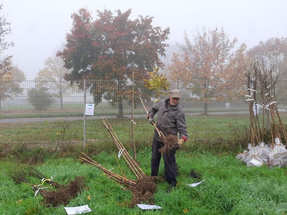 Mann packt auf einer Wiese die Wurzeln von jungen Bäumen in Plastiktüten
