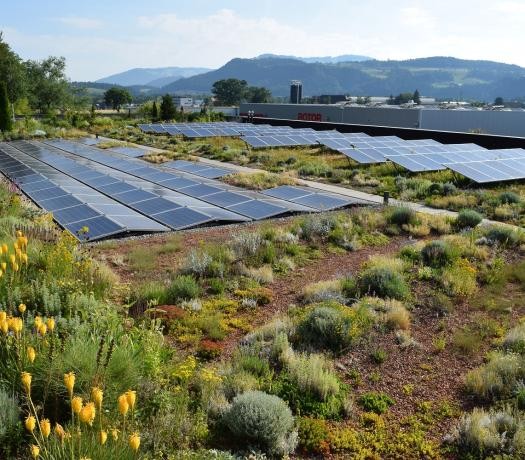 Photovoltaikanlage auf einem begrünten Dach