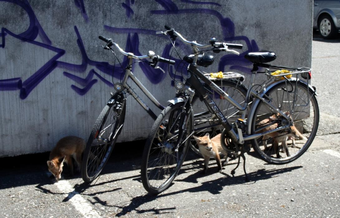 Junge Füchse hinter Fahrrädern auf einen Parkplatz