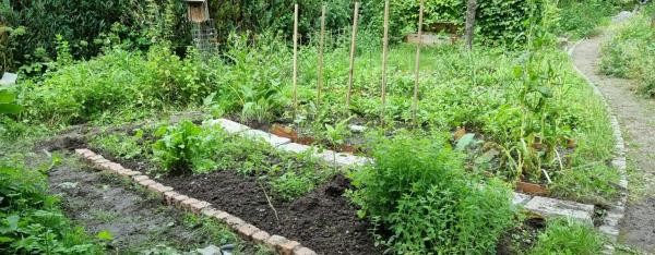 Garten mit grün bepflanzten Beeten