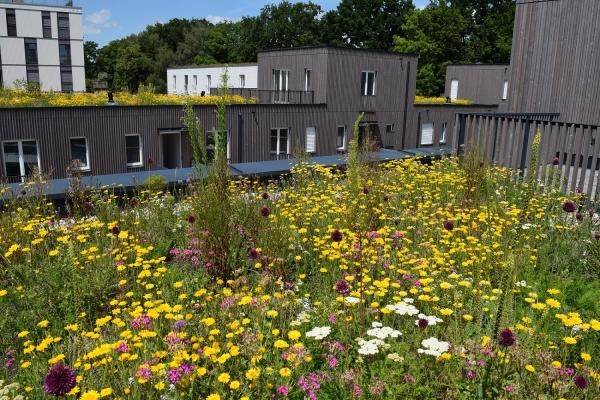 Wildblumenwiese auf einem Flachdach zwischen weiteren Gebäuden