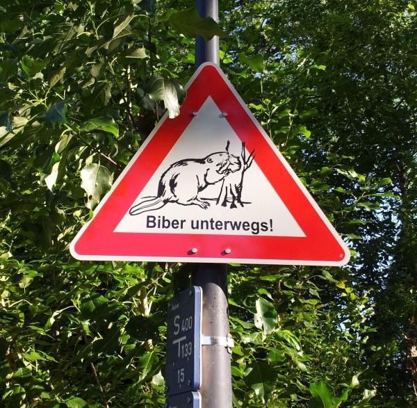 Ein rot umrandetes Warnschild zeigt die Abbildung eines Bibers, der an einem Baum nagt. Darunter steht der Hinweis „Biber unterwegs!“. Das Schild steht am Rand eines Weges im Grünen und weist auf möglichen Wildwechsel hin.