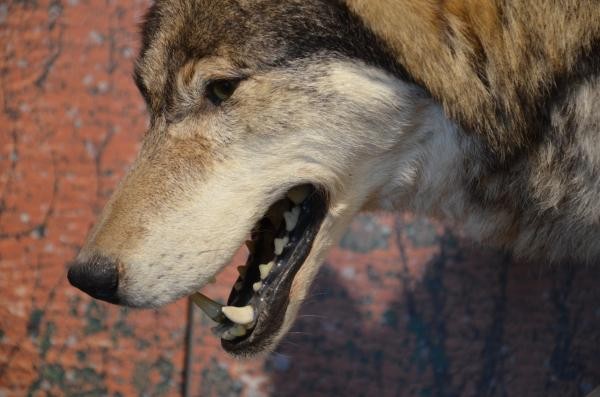Im Bodensee-Naturmuseum schleicht ein präparierter Wolf durch die angedeutete Waldlandschaft (Foto: Bodensee-Naturmuseum)