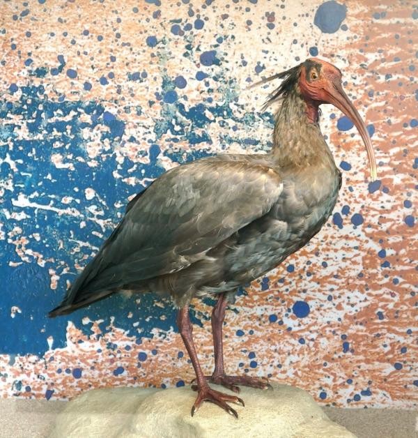 Ein Waldrapp-Präparat des Naturmuseums – auch diese Vögel ziehen im Winter in den Süden um (Foto: St. Postius für Bodensee-Naturmuseum) Ein Waldrapp-Präparat des Naturmuseums – auch diese Vögel ziehen im Winter in den Süden um (Foto: St. Postius für Bodensee-Naturmuseum)