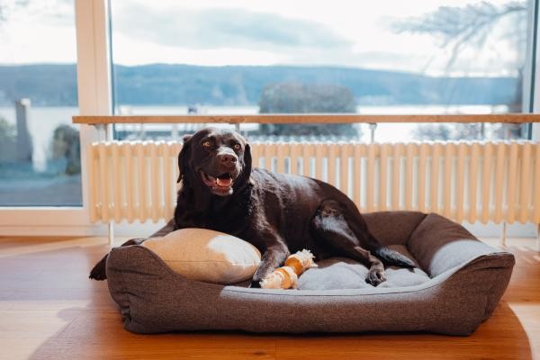 Ein Hund vor einer Heizung