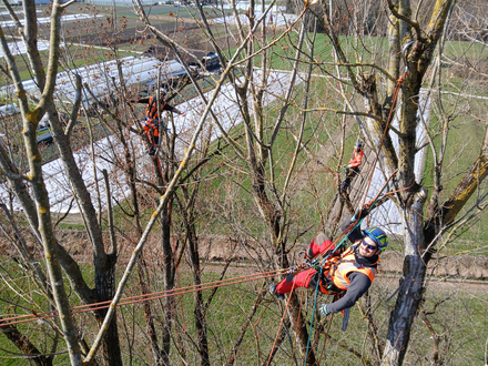 TBK und Bäume - ein gutes Team 