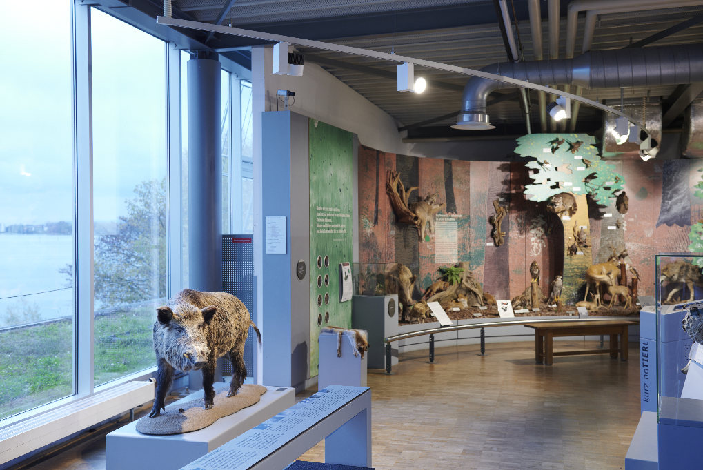 Bodensee-Naturmuseum_Willi Wildschwein © Bodensee Naturmuseum_Stertzik
