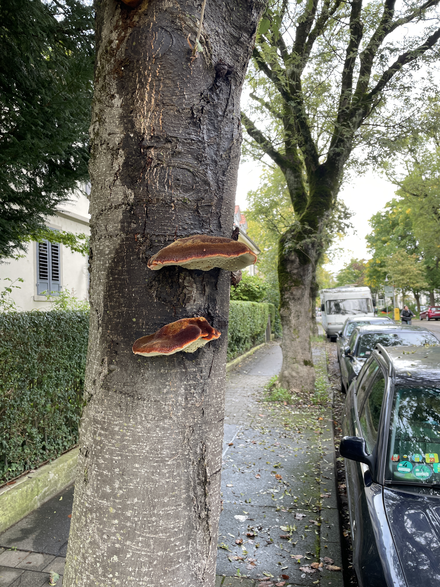 Mehlbeerbaum in der Schützenstraße