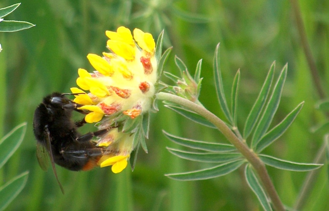 Wildbiene an einer Blüte