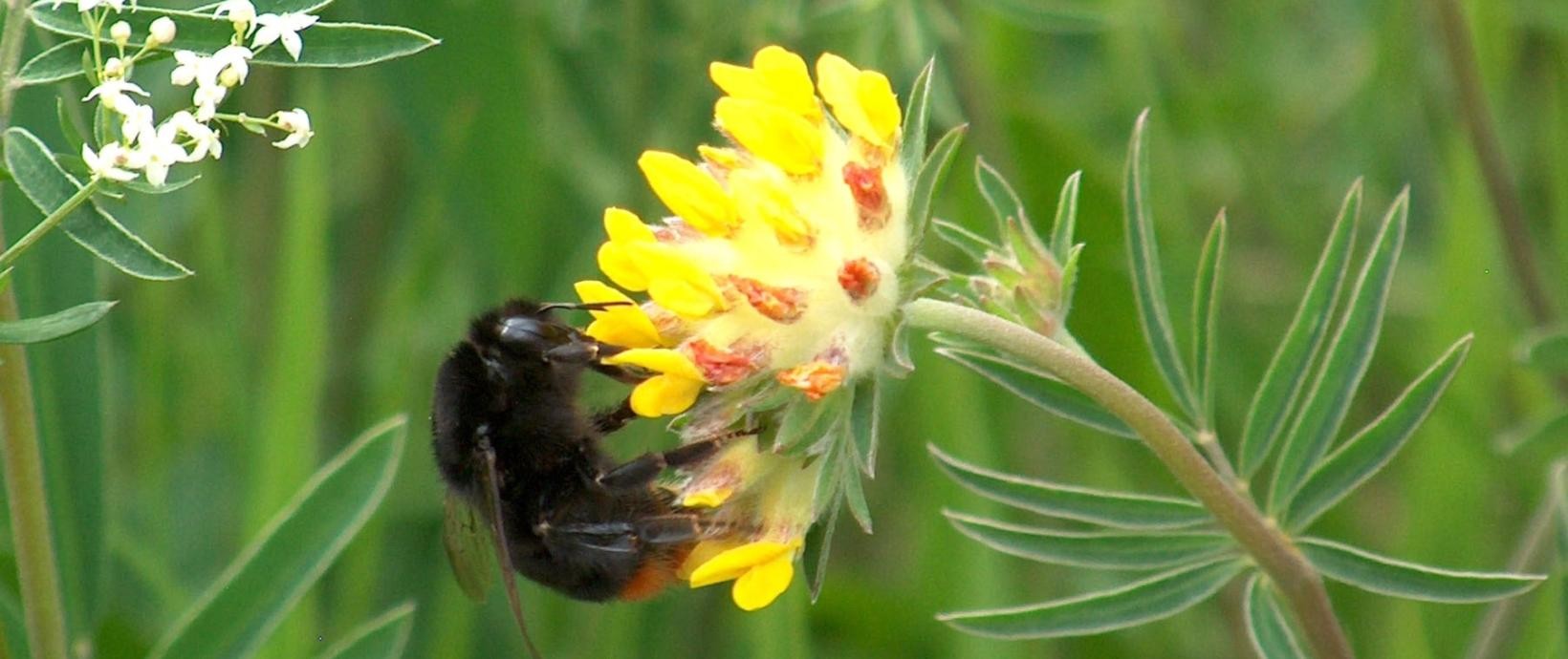 Wildbiene an Blüte