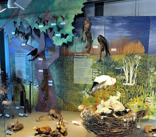 Ausstellungsraum Bodensee-Naturmuseum Ausstellungsraum Bodensee-Naturmuseum