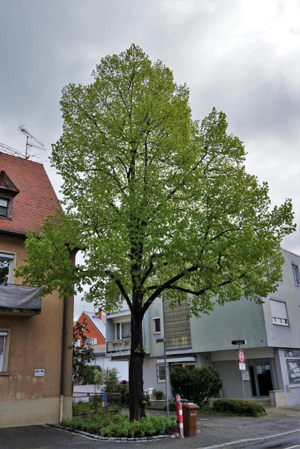 Ein großer Baum mit grünen Blättern steht zwischen einem orangen und blau-grünem Wohnhaus.