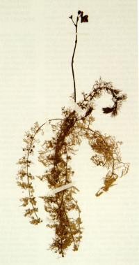 Blütenpflanze aus dem Leiner-Herbarium