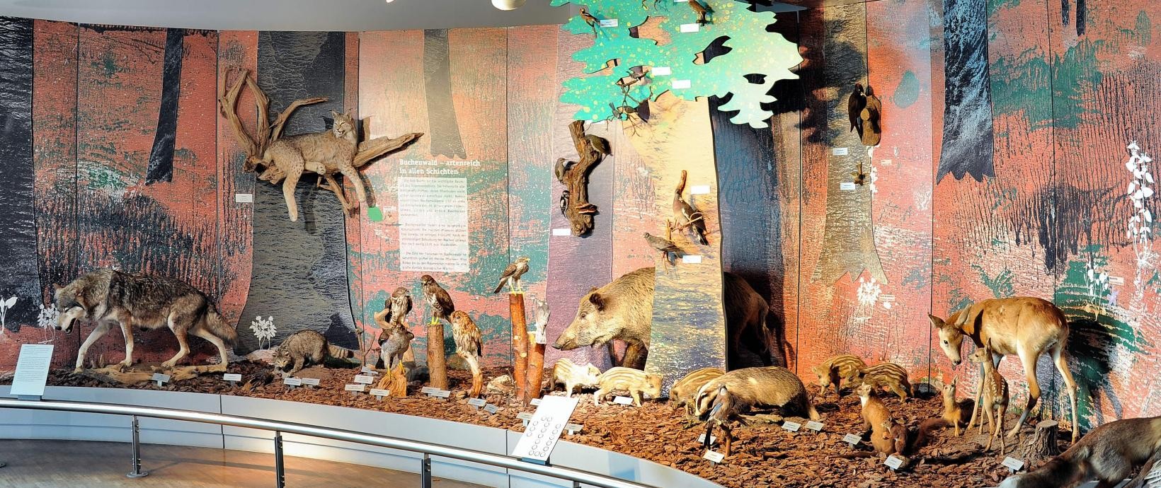 Ausstellung Buchenwald