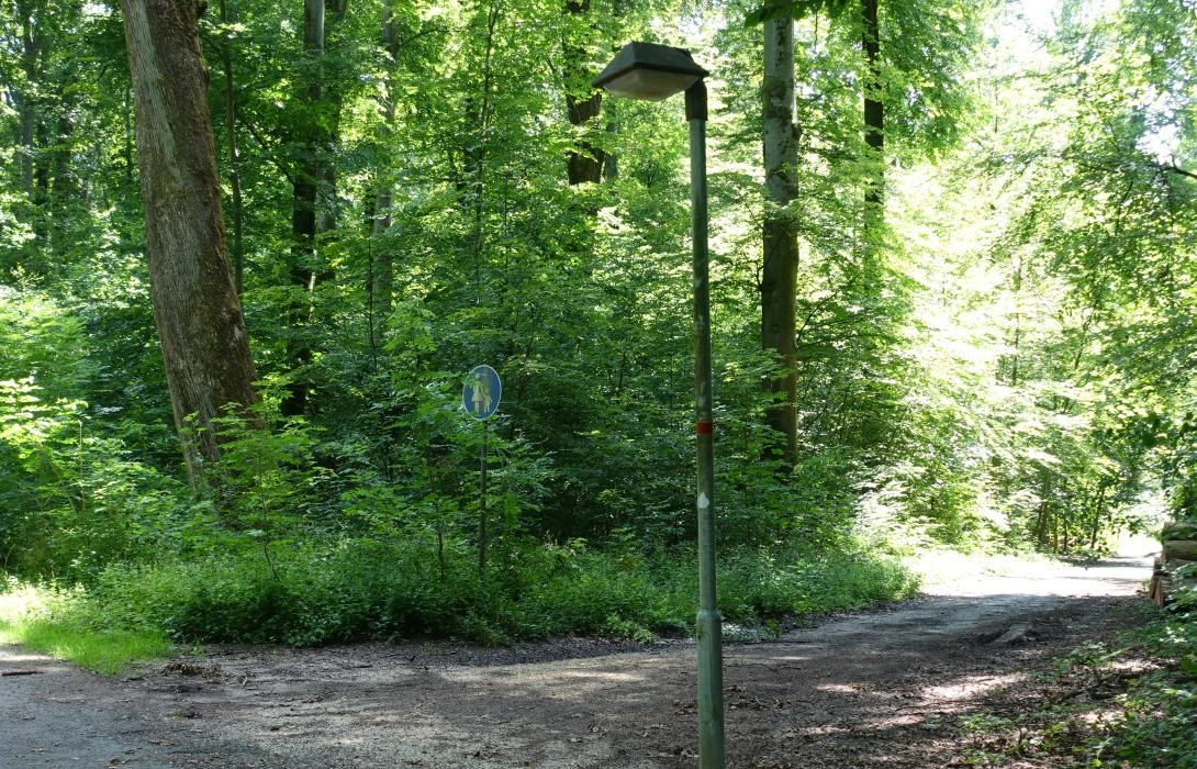 Ein Weg im Wald mit einer Straßenlaterne