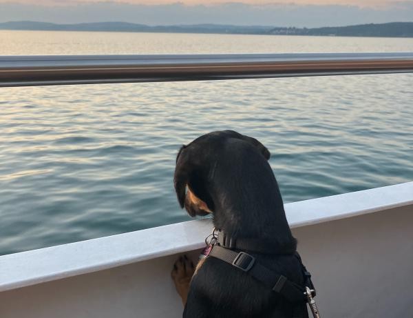 Hund blickt auf das Wasser