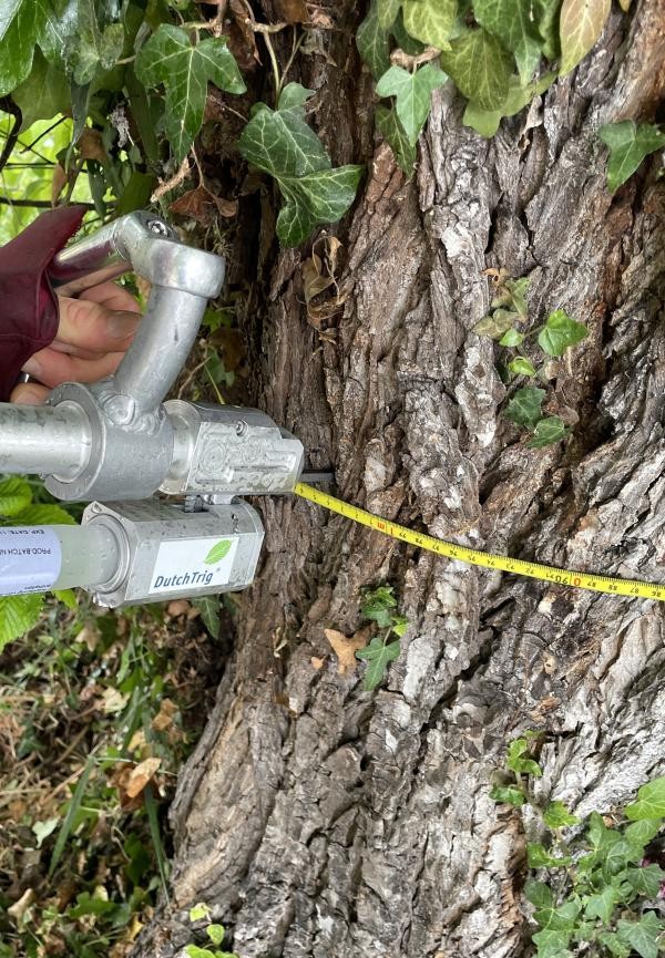 Detailansicht: Baumstamm wird geimpft