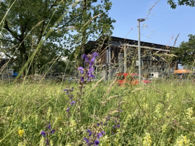 Blütenreiche Wiese mit Werkstatt im Hintergrund.