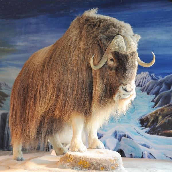 Moschusochsen haben ein Fell mit besonders langen Haaren – das hält schön warm im hohen Norden!  © St. Postius für Bodensee-Naturmuseum Moschusochsen haben ein Fell mit besonders langen Haaren – das hält schön warm im hohen Norden!  © St. Postius für Bodensee-Naturmuseum