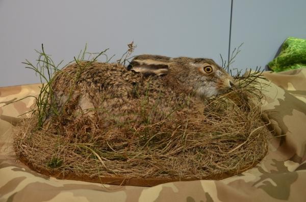 Ein präparierter Hase duckt sich in seine Sasse. Im Winter hält Schnee den eiskalten Wind ab. (Foto: Bodensee-Naturmuseum) Ein präparierter Hase duckt sich in seine Sasse. Im Winter hält Schnee den eiskalten Wind ab. (Foto: Bodensee-Naturmuseum)