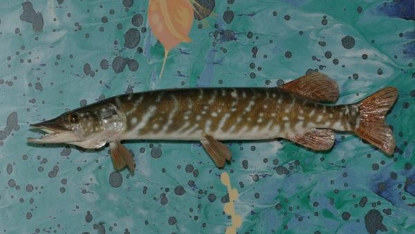 Ein Hecht-Präparat hängt an der Fisch-Wand des Museums (Foto: St. Postius für Bodensee-Naturmuseum) Ein Hecht-Präparat hängt an der Fisch-Wand des Museums (Foto: St. Postius für Bodensee-Naturmuseum)