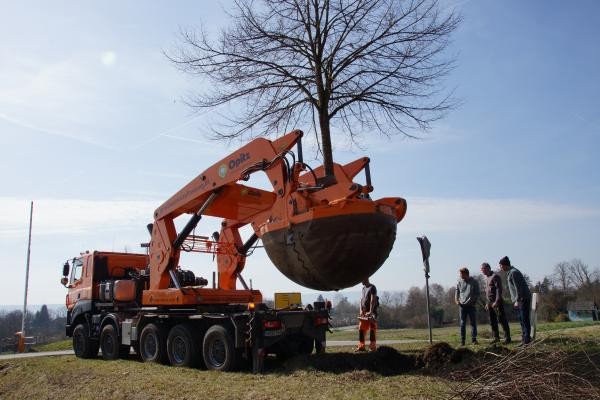 Bild von einem LKW mit einem speziellen Aufsatz zur Großbaumverpflanzung mit einem Baum samt Wurzelwerk darin. Auf einer Wiese, dahinter blauer Himmel