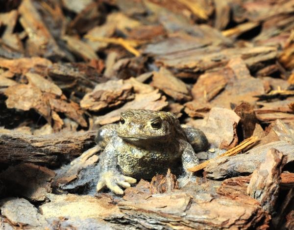 Eine Erdkröte (Replik) ist in der Ausstellung des Bodensee-Naturmuseums scheinbar unterwegs. (Foto: St. Postius für Bodensee-Naturmuseum) Eine Erdkröte (Replik) ist in der Ausstellung des Bodensee-Naturmuseums scheinbar unterwegs. (Foto: St. Postius für Bodensee-Naturmuseum)