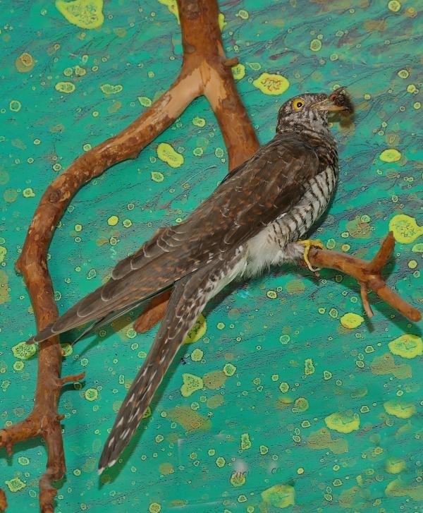 Ein präparierter Kuckuck in der Ausstellung des Naturmuseums mit einer Raupe im Schnabel (Foto: St. Postius für Bodensee-Naturmuseum) Ein präparierter Kuckuck in der Ausstellung des Naturmuseums mit einer Raupe im Schnabel (Foto: St. Postius für Bodensee-Naturmuseum)