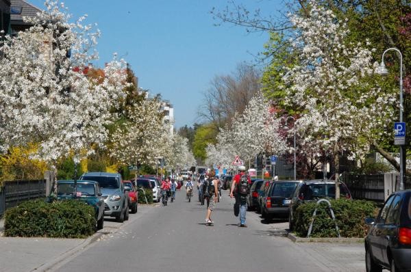 Fahrrad- und Fußverkehr auf einer innerstädtischen Straße: Entlang einer Baumreihe mit weiß blühenden Obstbäumen fahren mehrere Radfahrende und Personen zu Fuß, während geparkte Autos am Straßenrand stehen. Im Hintergrund sind weitere Verkehrsschilder und Häuser zu sehen.