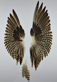 Federn des Brachvogels