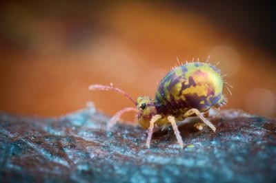 Bunter Kugelspringer Dicyrtomina ornata © Thomas Gries Bunter Kugelspringer Dicyrtomina ornata © Thomas Gries