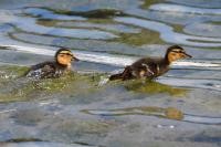 Stockenten-Küken im KN Hafen © M. Kroth Stockenten-Küken im KN Hafen © M. Kroth