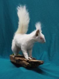 Albino-Eichhörnchen © Bodensee-Naturmuseum