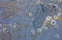 Symbiose von Anemone und Alge. © Jamie Canepa