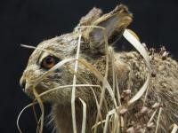 Junger Feldhase © Bodensee-Naturmuseum Junger Feldhase © Bodensee-Naturmuseum
