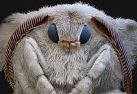 Seidenspinner Bombyx mori. © eye of science, Reutlingen