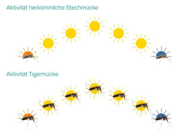 Auf dem Bild zu sehen ist, wie die Tigermücke aussieht.