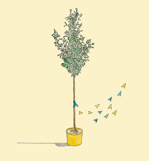 Zeichnung eines "Klimabaumes"