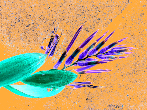 Eines der Werke der Auffstellung. Oranger Hintergrund und türkis-lila Pflanze