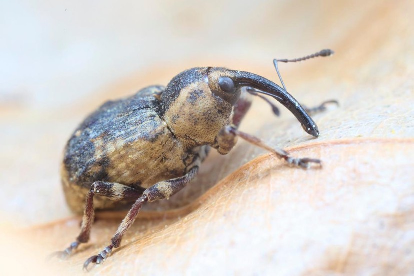 Ein nur wenige Millimeter großer Rüsselkäfer, der Große Schachtelhalmrüssler, wandert über Falllaub 