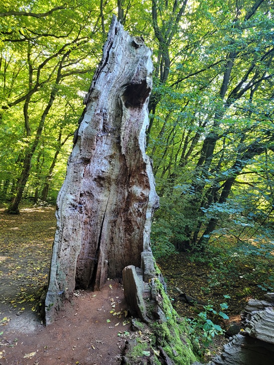 Stadt Konstanz Alter Baumstumpf im Wald